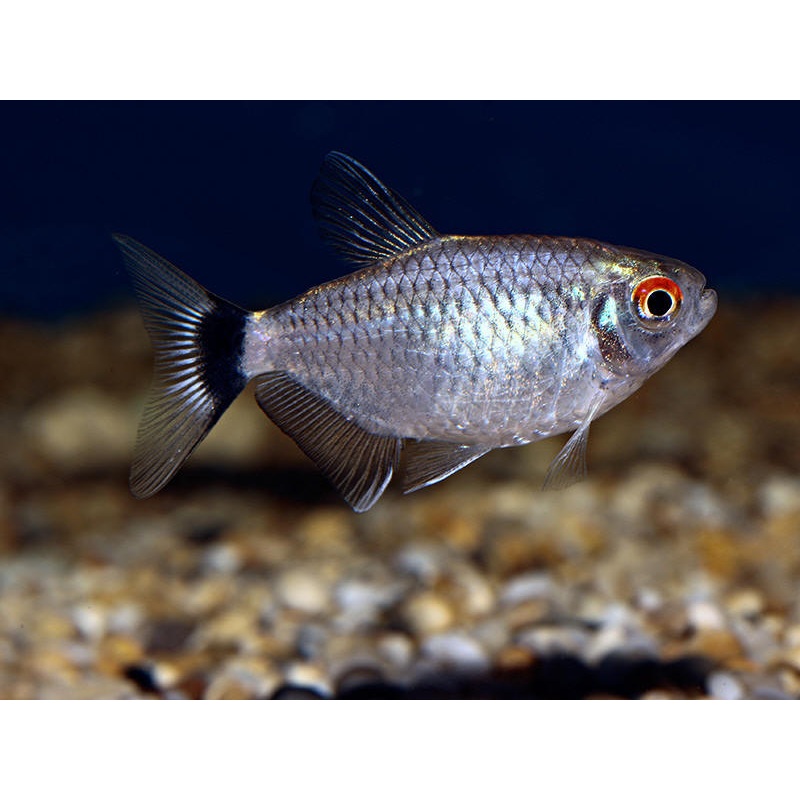 Redeye tetra