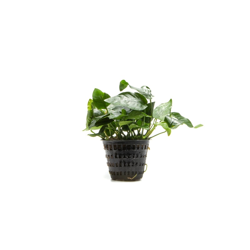 Anubias Nana Mother Pot