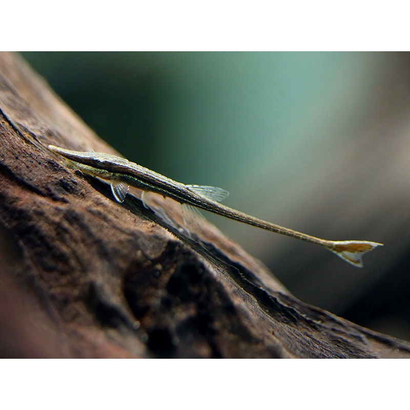 Amazon Whiptail Catfish (Farlowella amazonum) – Tank Bred