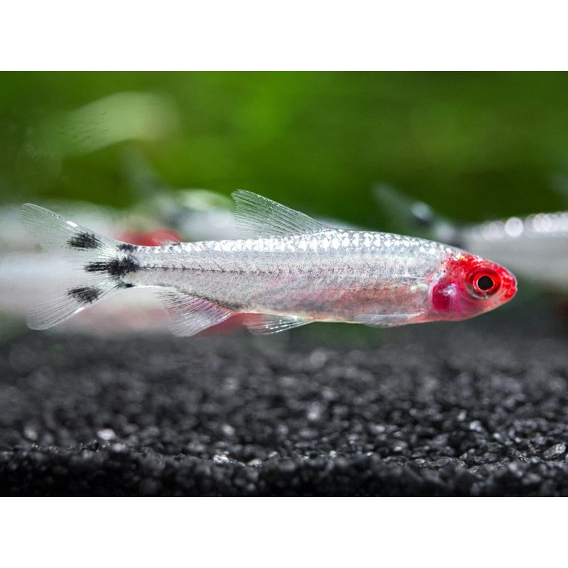 Brilliant Rummynose Tetra