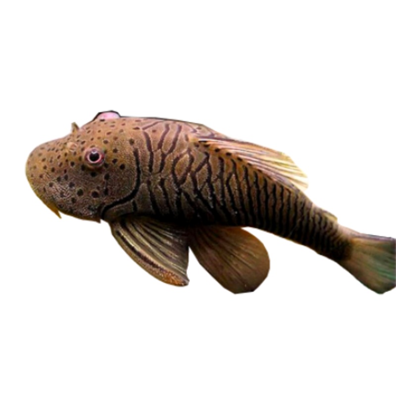 Bulldog Rubberlip Plecostomus L444