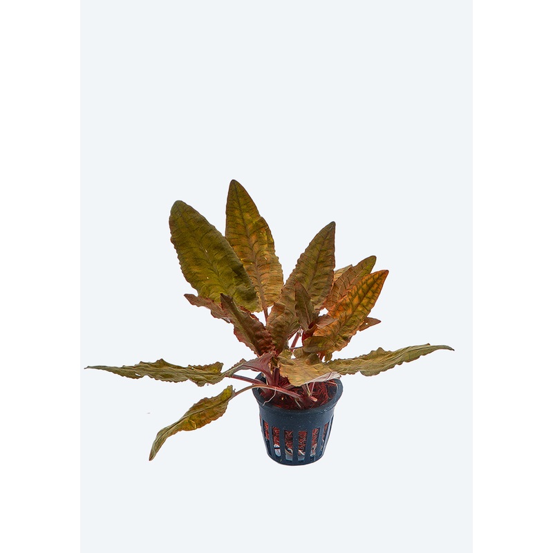 Cryptocoryne ‘Mi Oya’