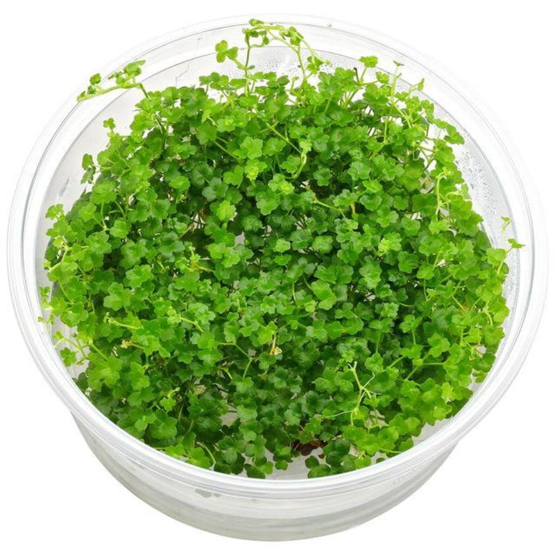Dennerle Hydrocotyle tripartita Mini