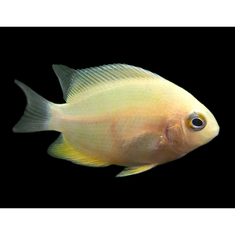 Gold Severum AKA Gold Banded Cichlid (Heros cf. efasciatus FKA H. severus), Tank-Bred