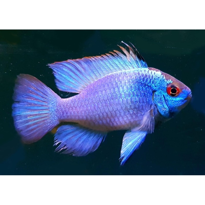 Ramirezi – Electric Blue Ram