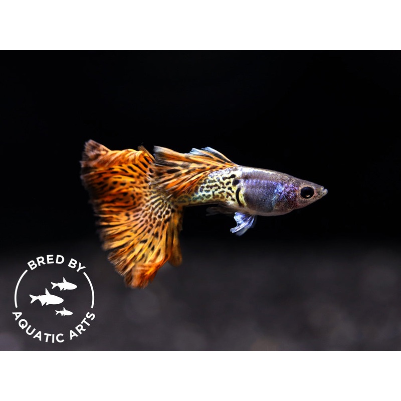 Red Lace Guppy (Poecilia reticulata), BREDBY: