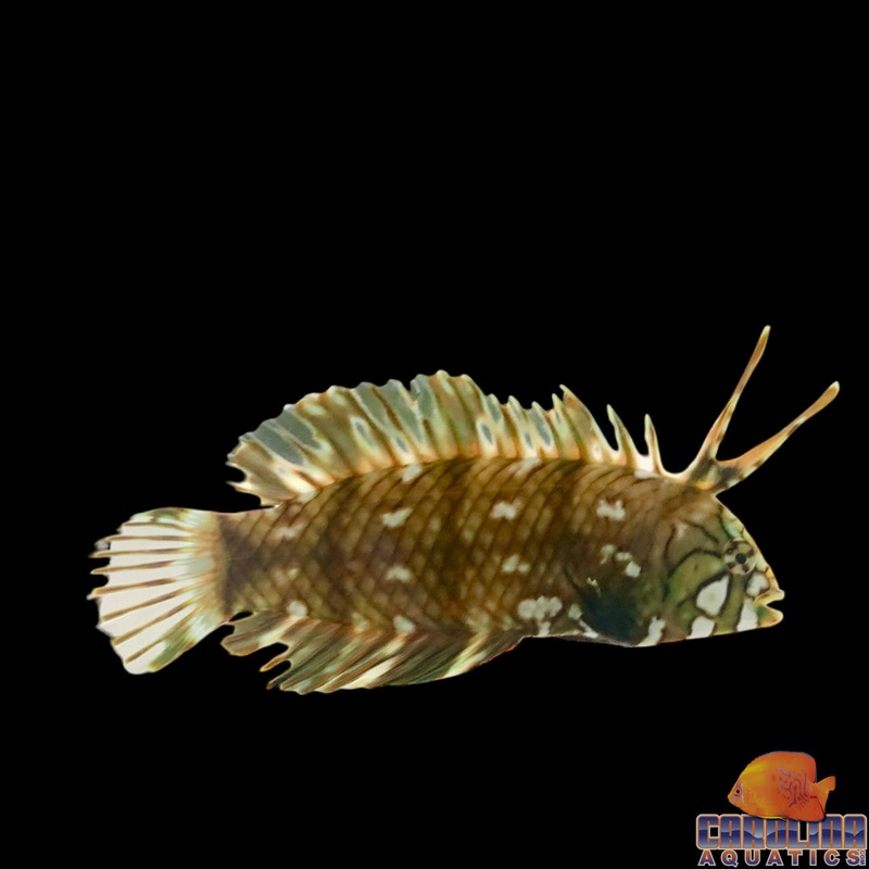 Wrasse – Dragon Juv