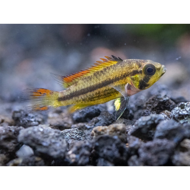 Cockatoo Dwarf Cichlid (Apistogramma cacatuoides), Tank-Bred