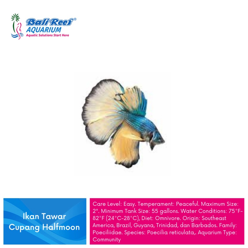 Ikan Tawar Cupang Halfmoon Medium