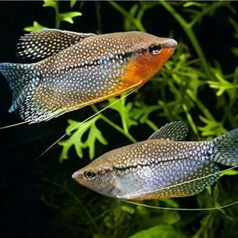 Lace Pearl Gourami 5 cm