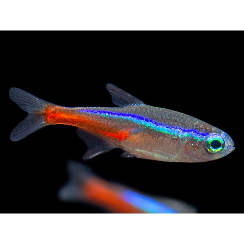 Neon Tetra (Paracheirodon innesi), Tank-Bred