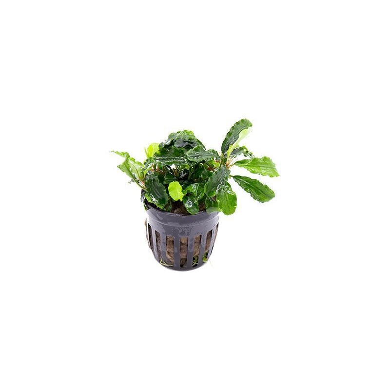 TCulture Bucephalandra Green Wavy (Pot/TC Cup)