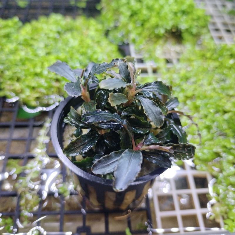TCulture Bucephalandra Kedakang (Pot/TC Cup)