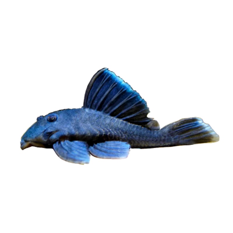 Blue Phantom Pleco L128