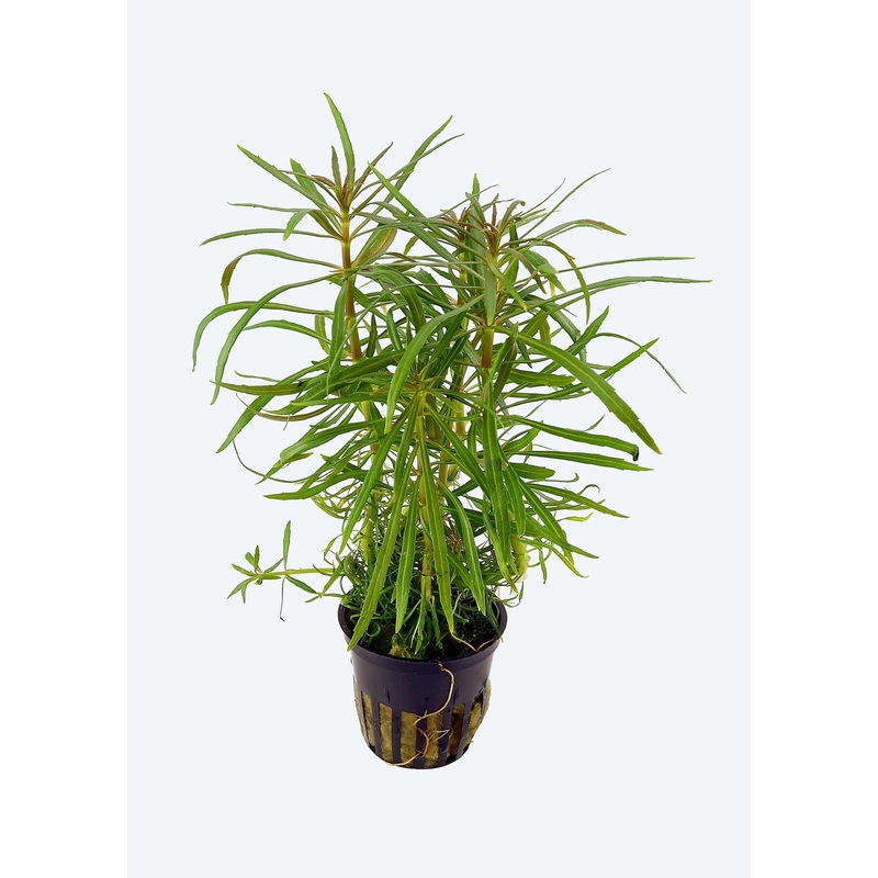 Pogostemon stellatus