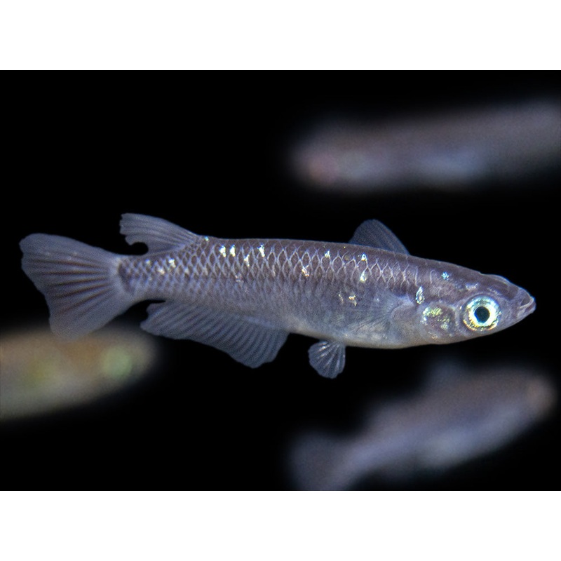 Black Medaka Ricefish aka Japanese Ricefish/Killifish (Oryzias latipes “Black Medaka”), Tank-Bred