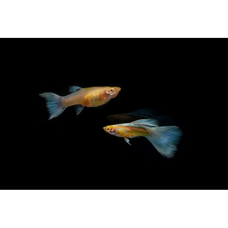 Blue Topaz Guppies – Breeding Pair