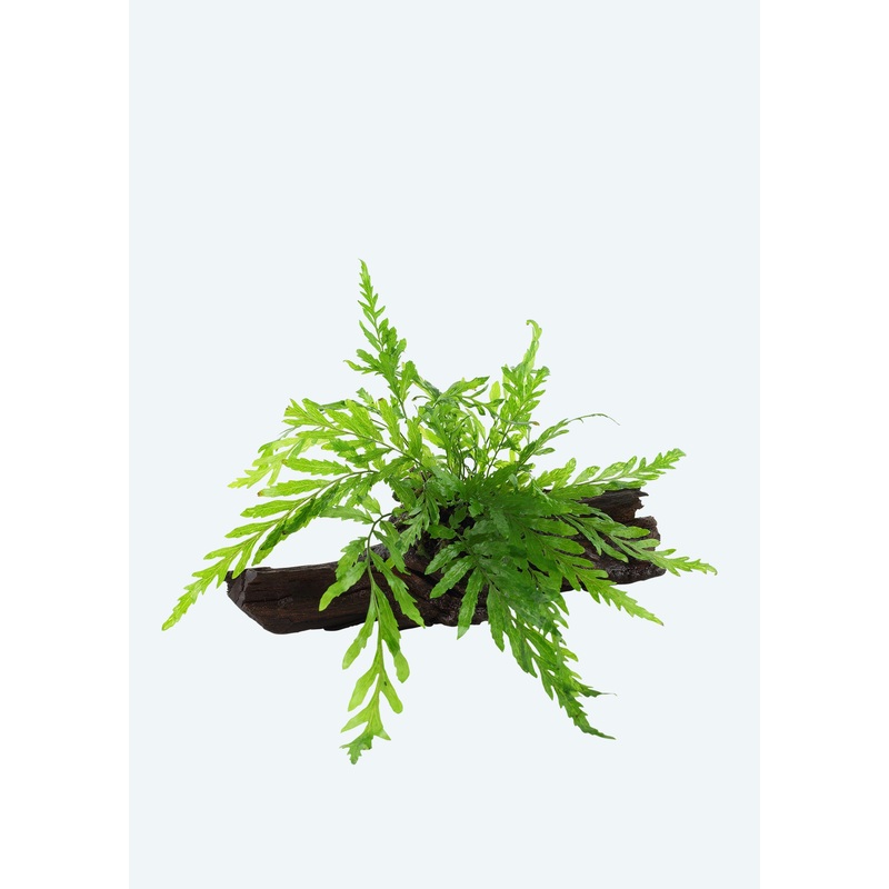 Bolbitis heudelotii on wood