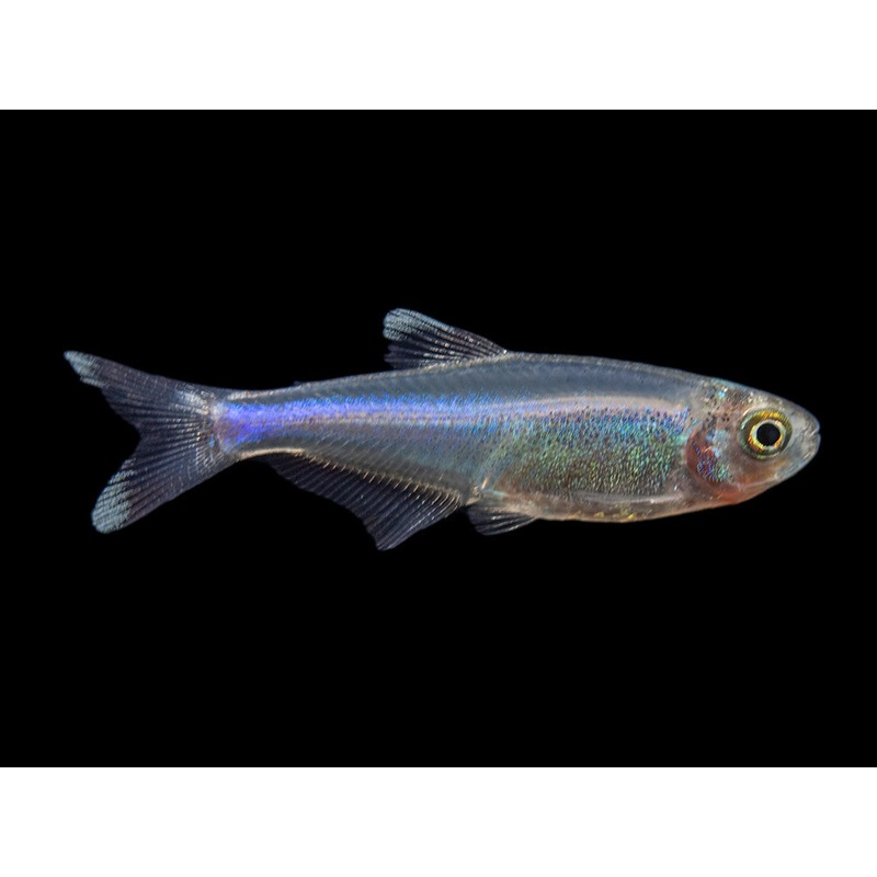 Cochu’s Blue Tetra AKA Blue King Tetra (Boehlkea fredcochui), Tank-Bred