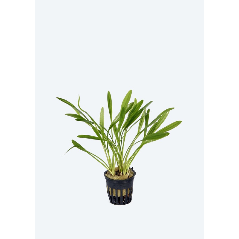 Echinodorus uruguayensis