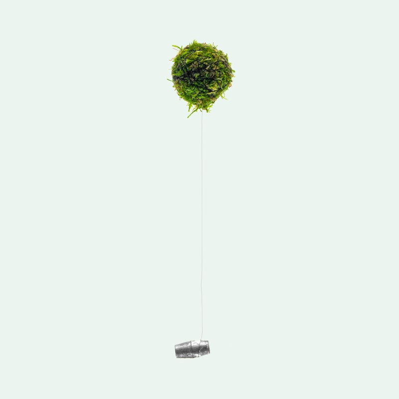 Floating Moss Ball