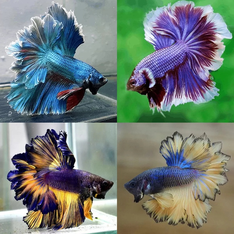 Male Assorted Halfmoon Betta DISCOUNTED