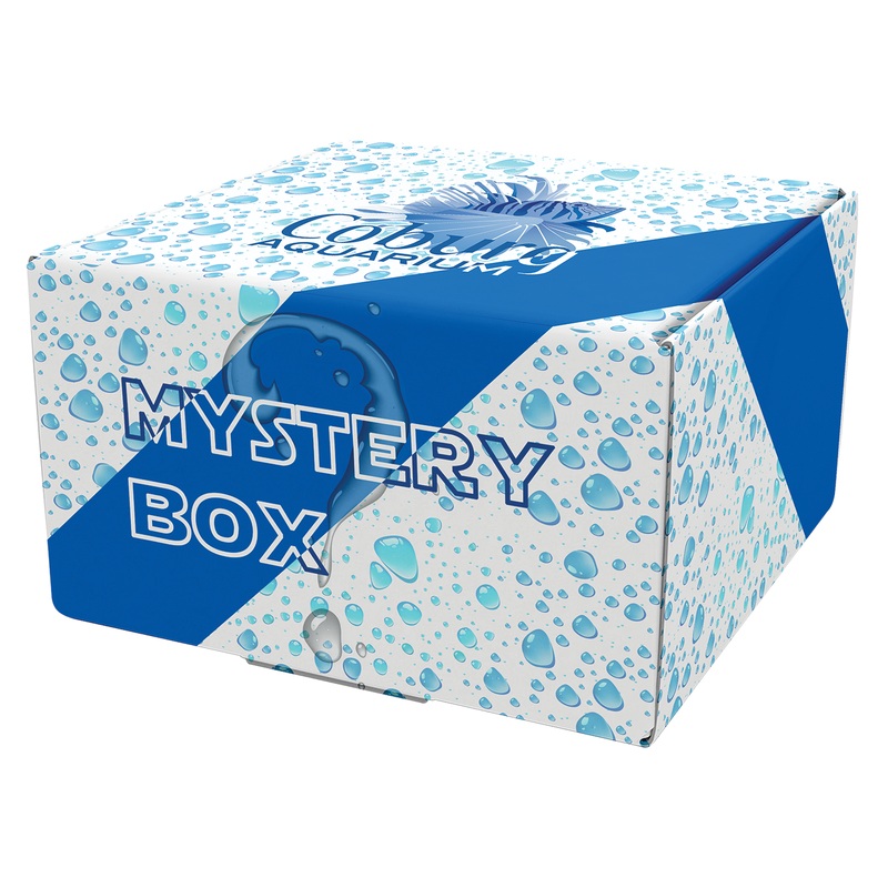 Ornament Mystery Box