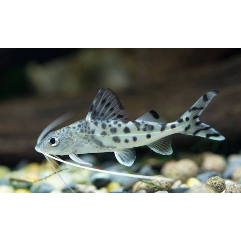 Pictus Catfish 8cm