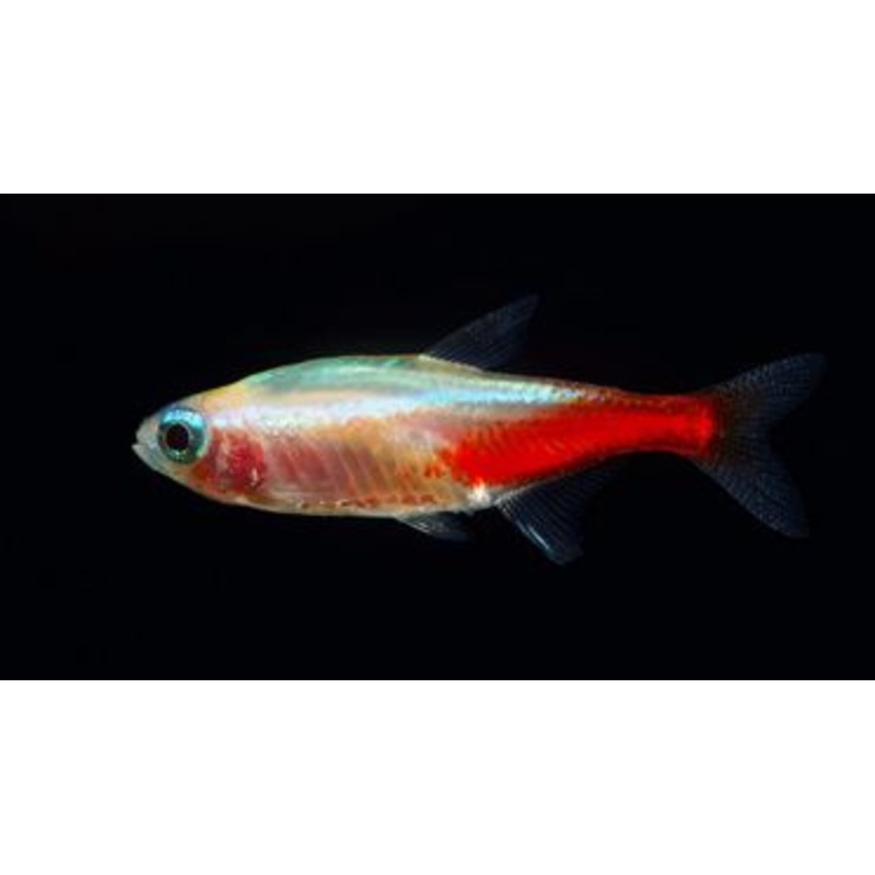 Platinum White Neon Tetra