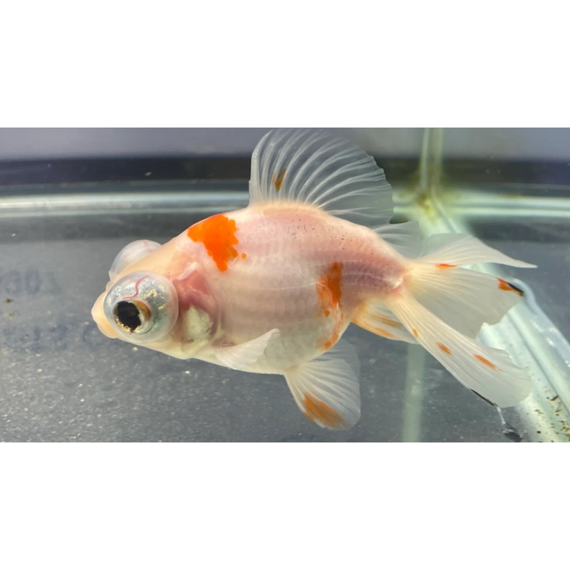 Red and White Butterfly Moor 9cm