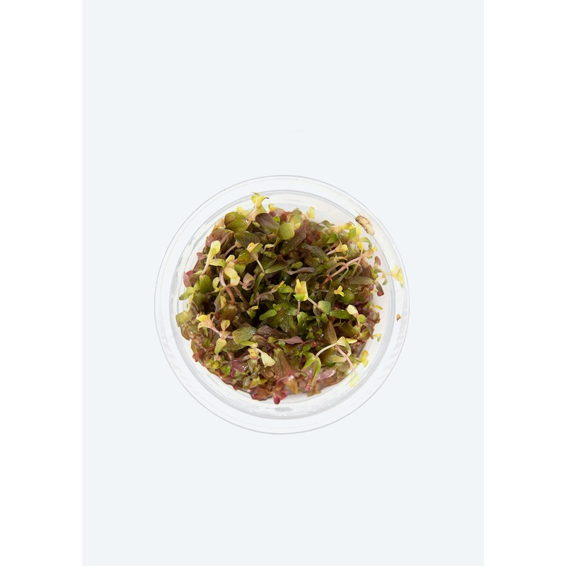 Rotala macrandra Compacta