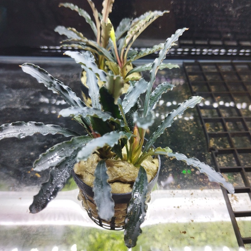 TCulture Bucephalandra Catherine   (Pot)