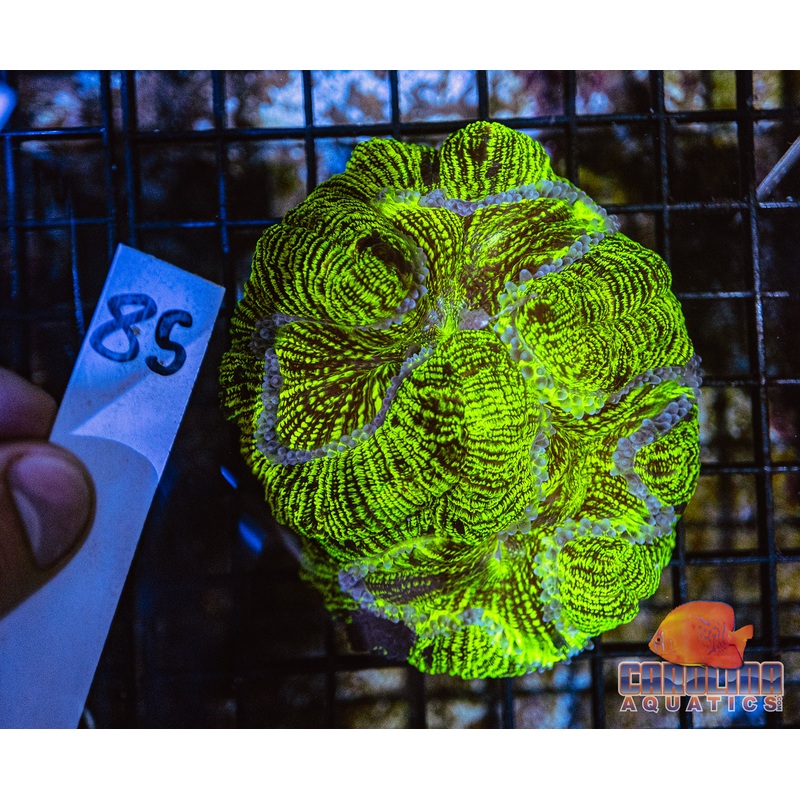 WYSIWYG 85 Open Brain