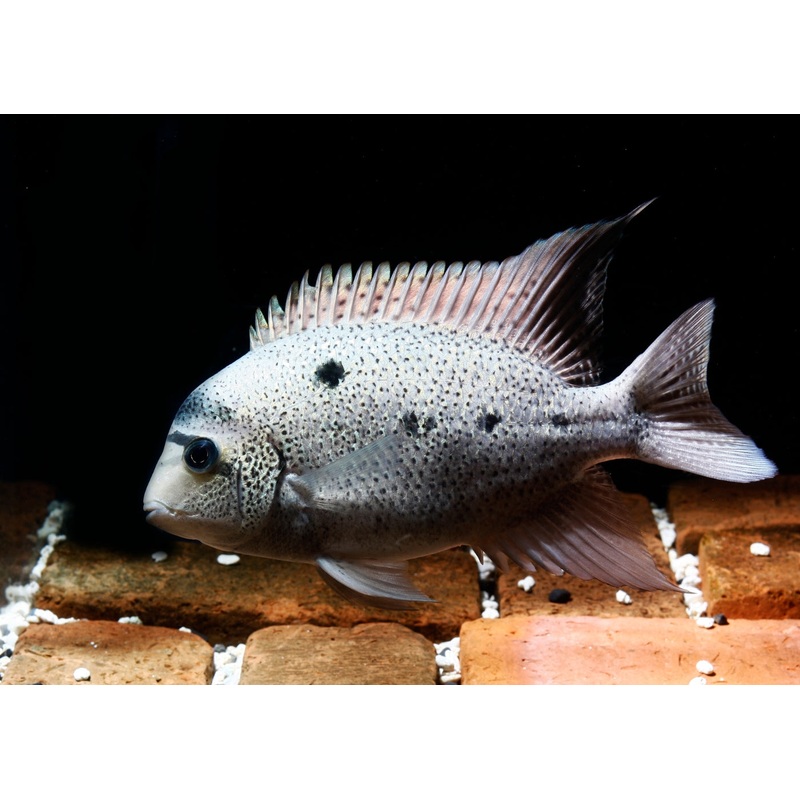 Argentea Cichlid – Maskaheros Vieja argentea