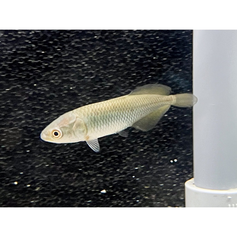 * Arowana * Heterotis niloticus (African arowana) 6cm