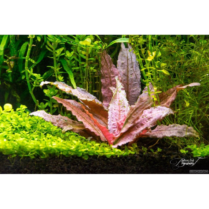 Dennerle Cryptocoryne spec. ‘Flamingo’ in Pot