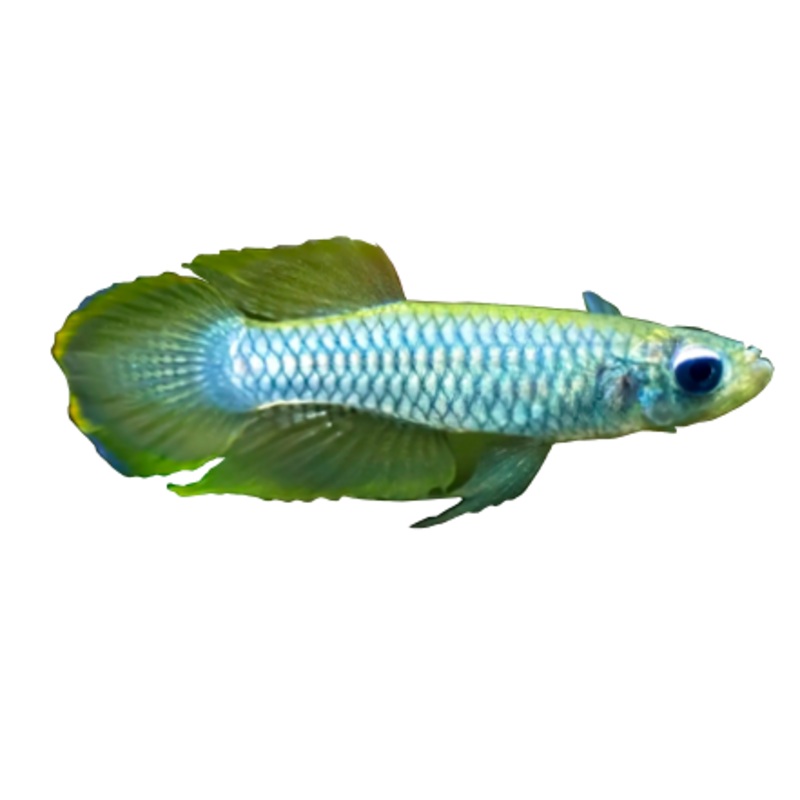 Norman’s Killifish Lampeye
