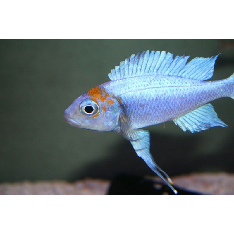 Orange Cap Ophthalmotilapiapia Ventralis