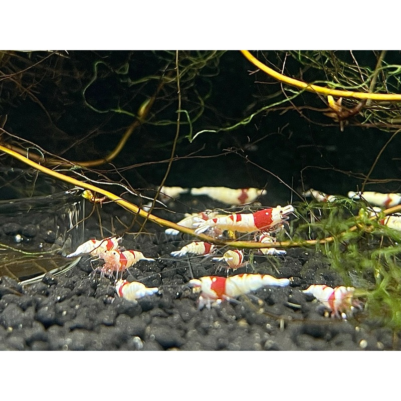 * Shrimps * Crystal Red Shrimps (CRS) (10 pieces)