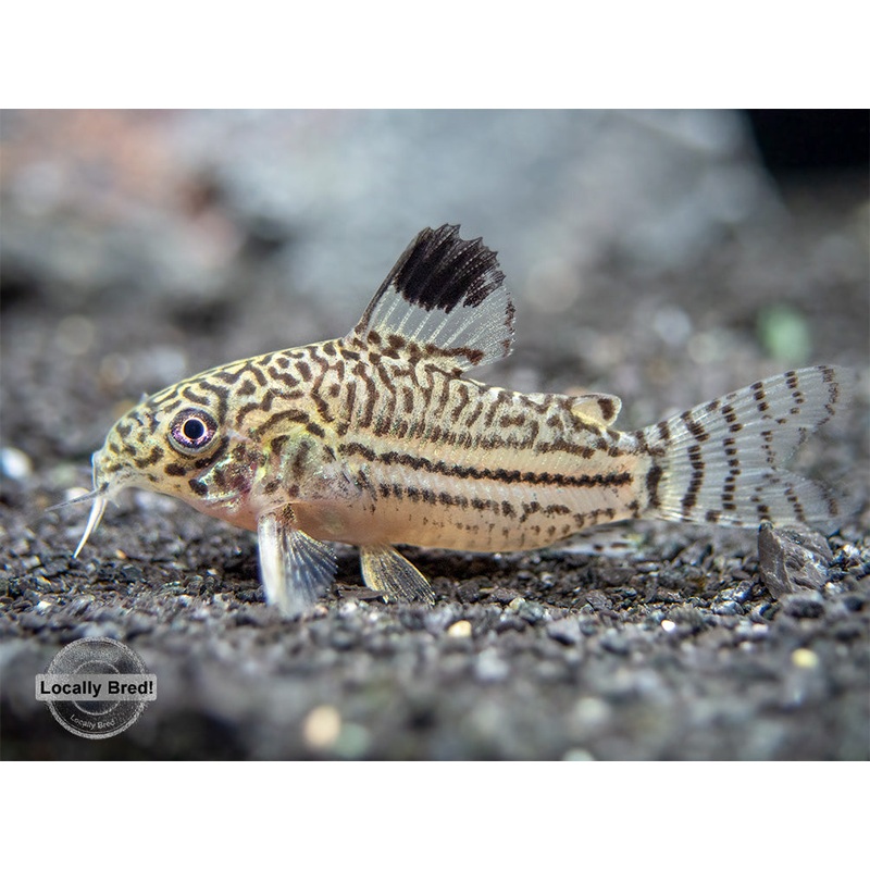 Threestripe AKA False Juli’s Cory Catfish (Corydoras trilineatus), LOCALLY BRED!!!