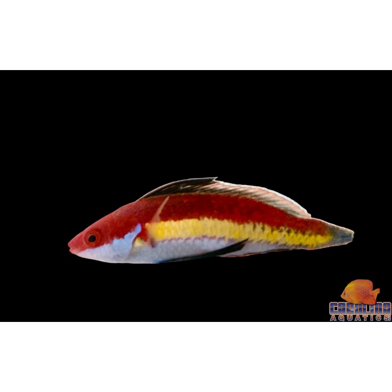 Wrasse – Fairy Naokoae