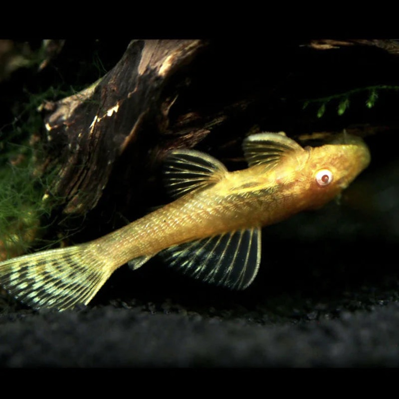 XL Albino Bristlenose Catfish