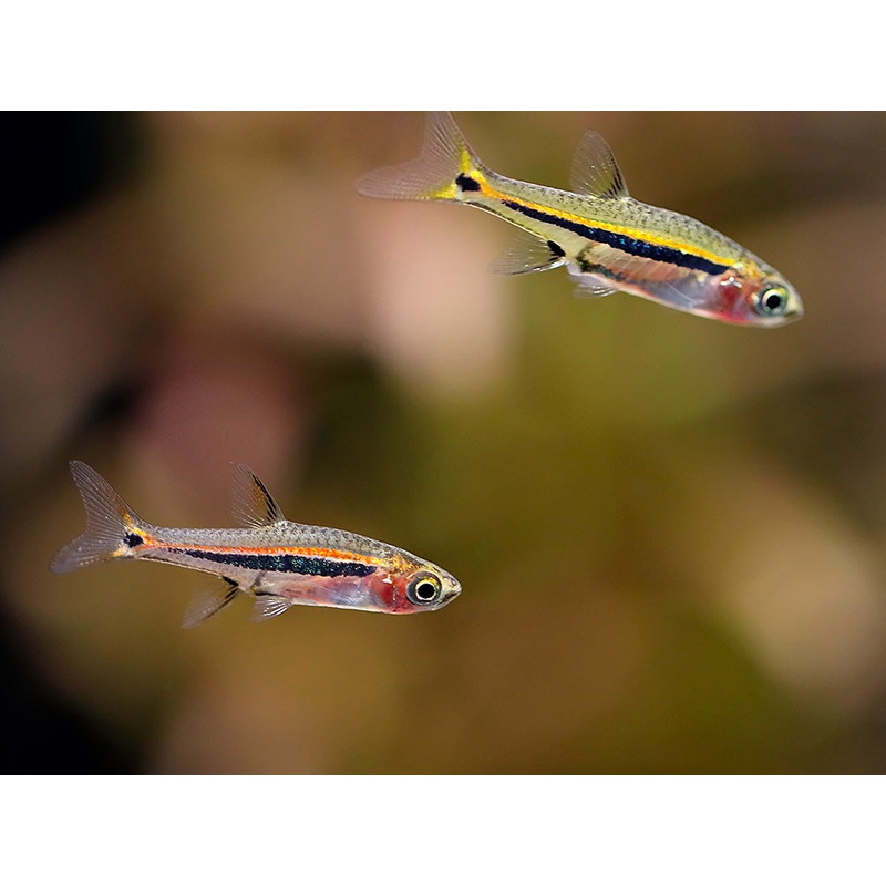 Assorted Dwarf Rasbora (Boraras sp.)  Mixed Species Pack