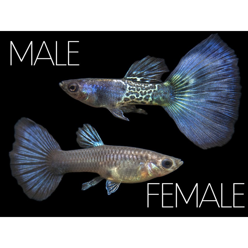 Blue Metal Snakeskin Guppy (Poecilia reticulata), BREDBY: