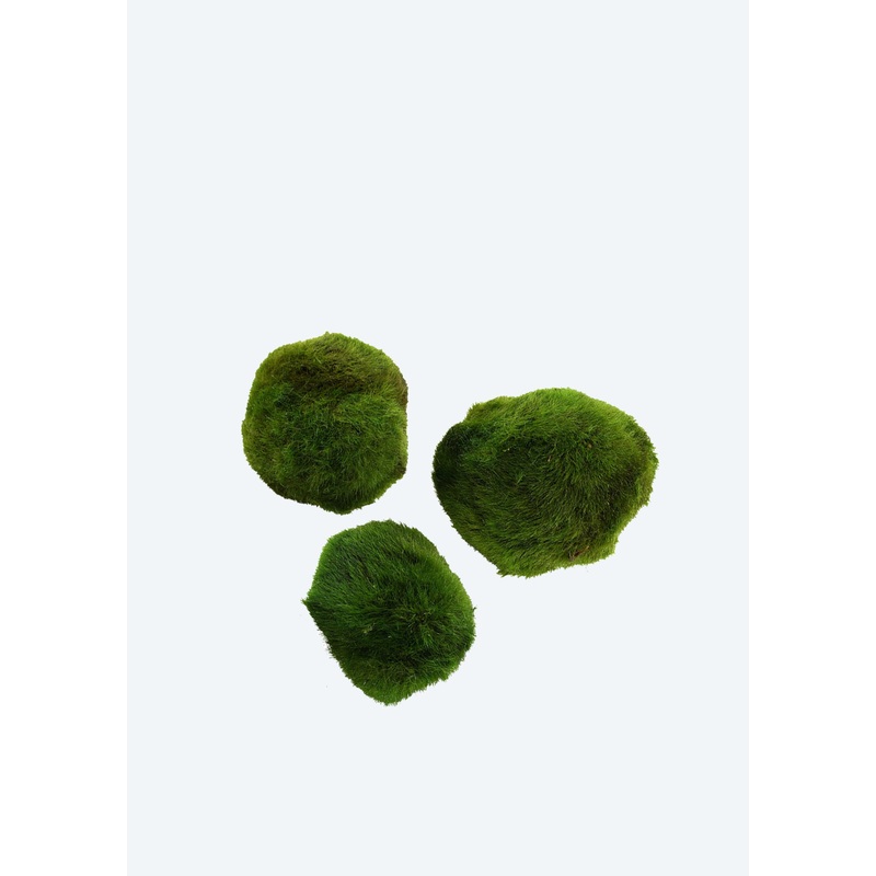 Cladophora aegagropila (Moss Balls)