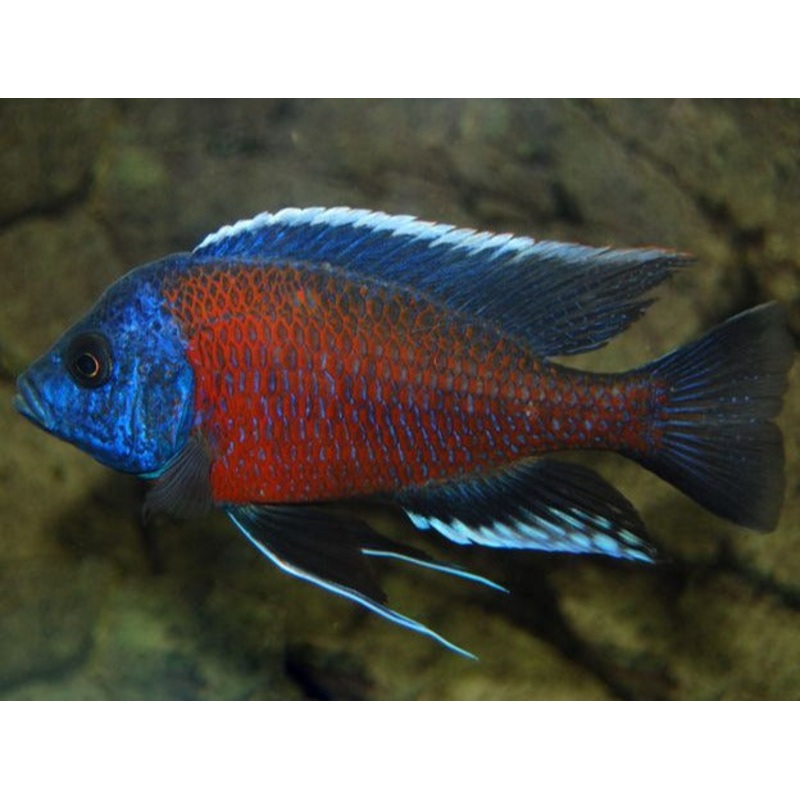 Copadichromis Kadango Red 6cm