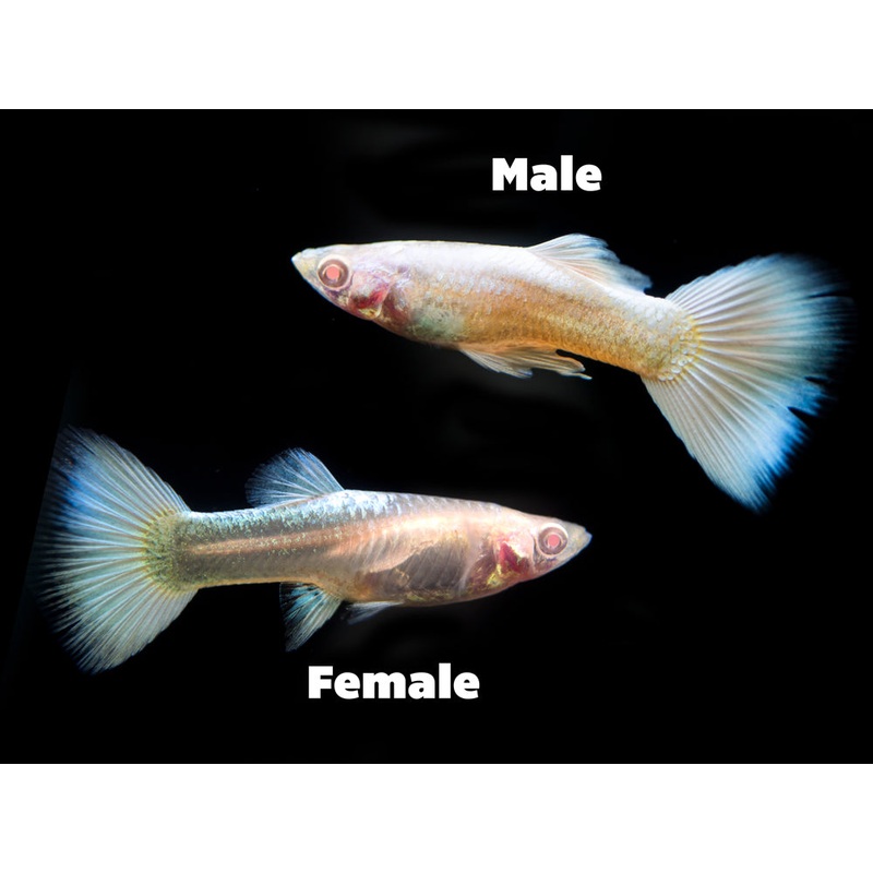 Full Platinum Albino Guppy, (Poecilia reticulata var. “Full Platinum Albino”) – Tank-Bred!