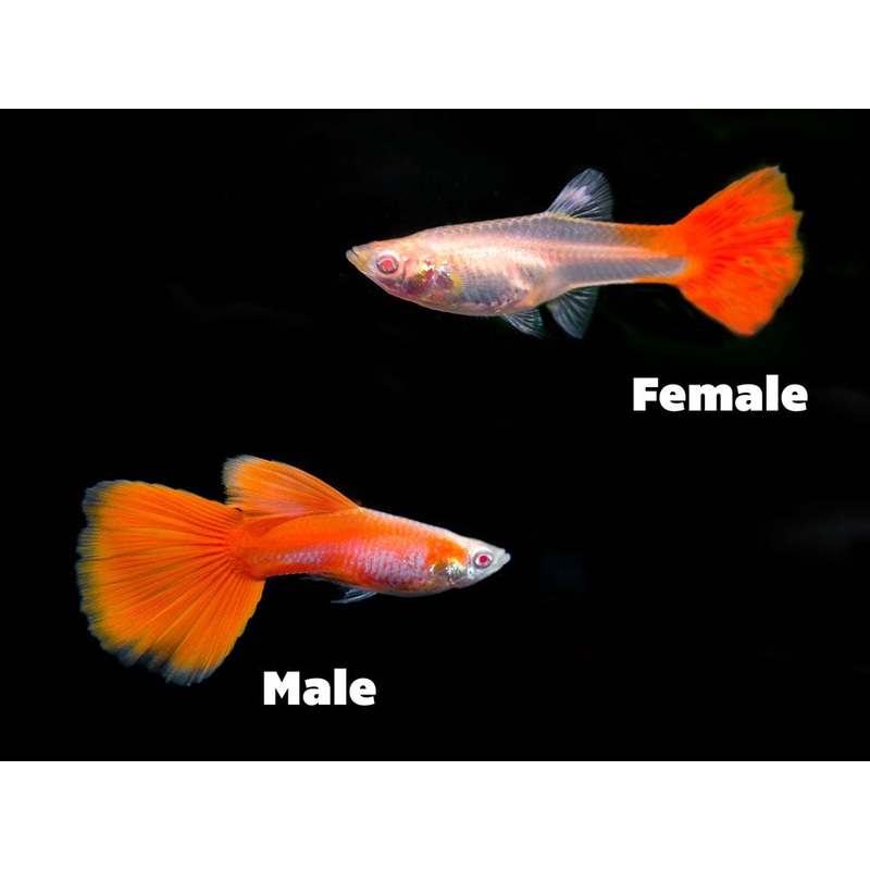 Full Red Albino Guppy, (Poecilia reticulata), Males and Females – Tank-Bred!