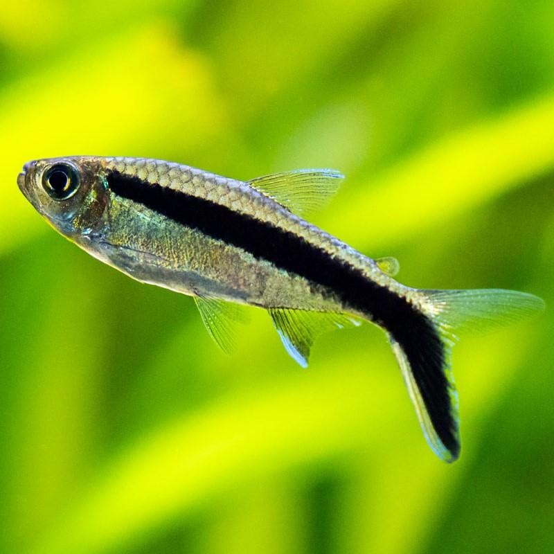 Hockey Stick Tetra 3 Cm