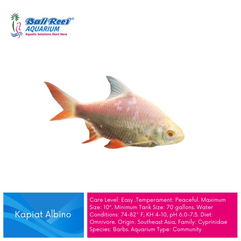 Ikan Tawar Kapiat Albino